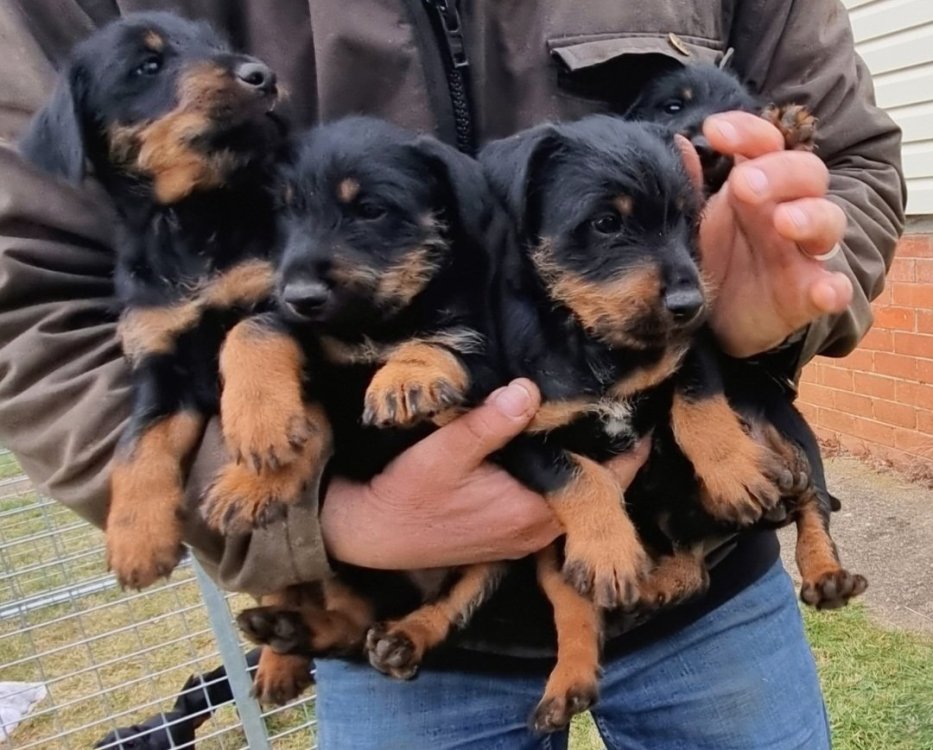 Jagd Terrier purebred Pups - For Sale - Hunting Dogs and Pups ...